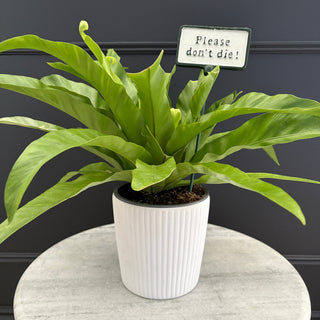 Label Plants
