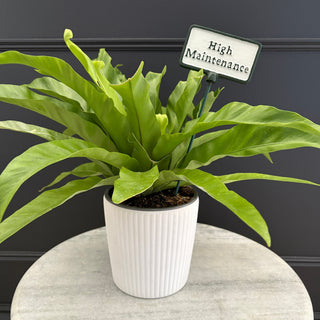 Metal Plant Label