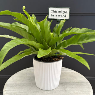 Plant Label