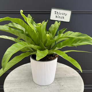 Plant Sign