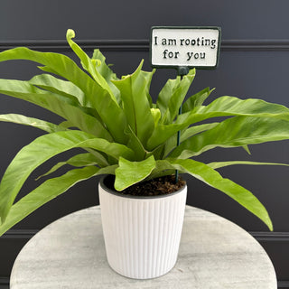 Plant Signage