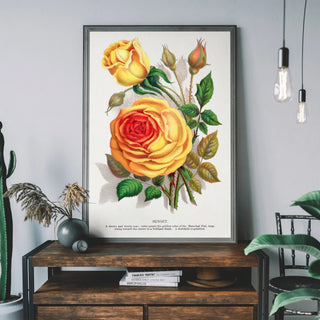 Rose Print - Limited Abode