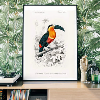 Toucan Art - Limited Abode