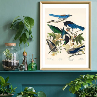 Bird Art - Limited Abode