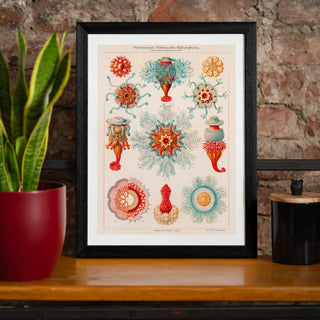Jellyfish Print - Limited Abode