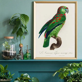 Parrot Art - Limited Abode