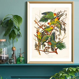 Parrot Art Print - Limited Abode