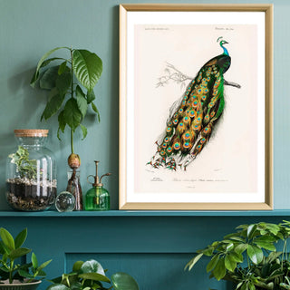 Peacock Print - Limited Abode