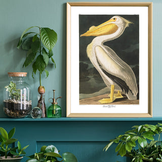 Pelican Art Print - Limited Abode