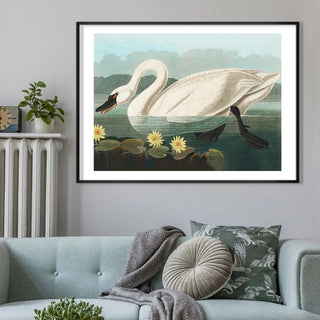 Swan Print - Limited Abode